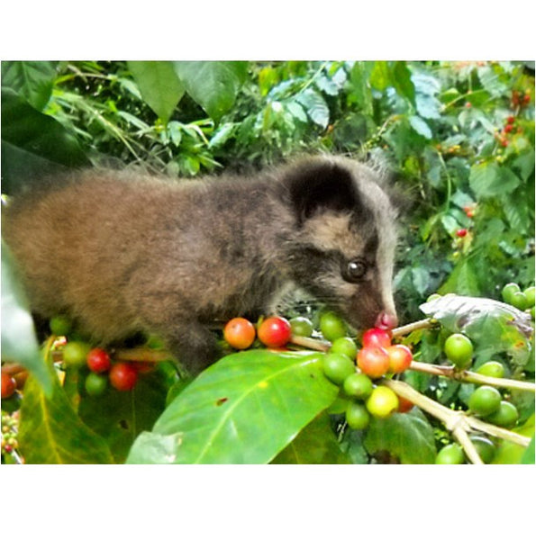 Yunnan Baoshan Civet Cat Feces Coffee Beans